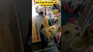 help street dogs #youtubeshorts #shortvideo #shortfeed #helpstraydogs #doglover #shorts