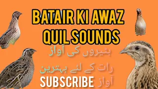 Садои бедона batair ki awaz Quail sound بٹیروں کی آواز رات والی آواز