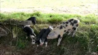 LES 3 PETITS COCHONS