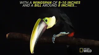 Yellow-Throated Toucan | Untamed (narrated)