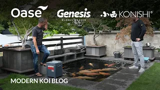 Modern Koi Blog #5495 - Olis Karashi Auktion