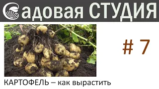 Какртофель - как вырастить ведро с куста.