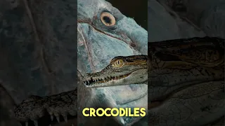 This Bird Can Crush Crocodile