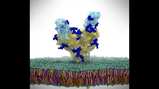 Simulation of the ACE2 receptor  in cell membrane