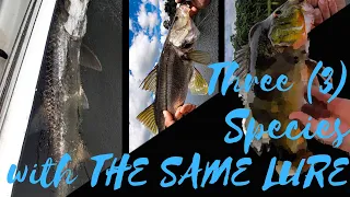 One Lure Three Species in the Panama Canal - Tarpon, Snook and Peacock Bass