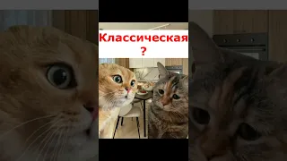 Какую музыку слушаешь? #рекомендации#рек#youtubeshorts#shorts#тренды#приколы#котики#корольишут