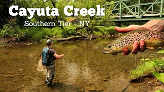 Fish Rising Everywhere! Dry Fly Fishing - Cayuta Creek, NY