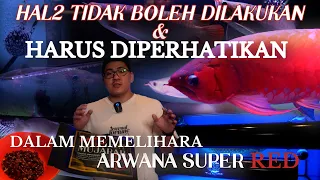 HAL-HAL YANG TIDAK BOLEH & WAJIB DILAKUKAN DALAM MEMELIHARA ARWANA!