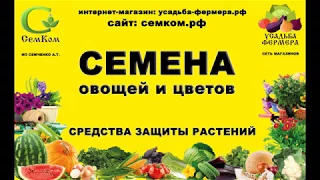 Как и чем обрабатывать укорененные черенки после пересадки в контейнер.