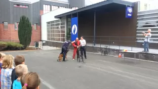 Chien policier dressé