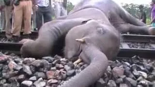 Elephants hit by speeding train in India / भारत में तेज ट्रेन ने टक्कर मार हाथी