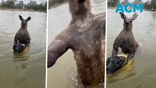 Aussie man saves dog from being drowned by kangaroo