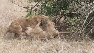 Lion cubs fighting over warthog kill