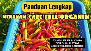 Cara Terbaru Menanam Cabe Rawit di Polybag full organik di Tahun 2023 (sederhanakan cara menanam)