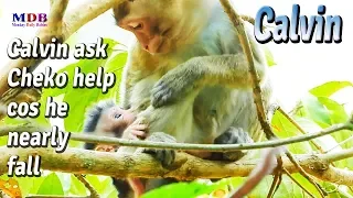 Today Casi lets Cheko help to look after baby Calvin