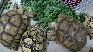 2024 APR 27, HAPPY LABOUR HOLIDAYS MY TURTLES 🐢 & AQUARIUM UPDATE