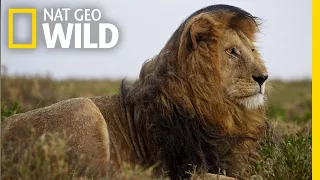 Lions 101 | Nat Geo Wild