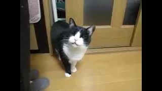 寝起きの猫