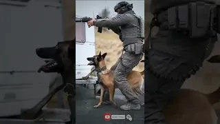 Russian military Dog