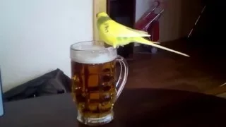 A parrot drinks) Попугай пьет ))