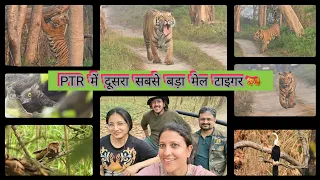Huge Male Tiger ||Territory marking||Pilibhit Tiger Reserve 🐅 #youtubevlog #samsungs24ultra  #vlog