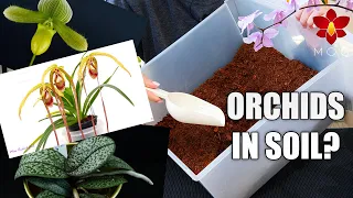10 Orchids you can Plant in Soil! - Orchid Care Tips for Beginners