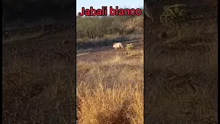 jabali blanco