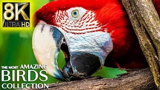 The Most Amazing Birds Collection 8K TV ULTRA HD | BEAUTIFUL NATURE | Nature Sounds Relaxing Music