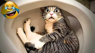😅🤣 Funniest Cats and Dogs Videos 🐶😘 Funniest Animals # 28