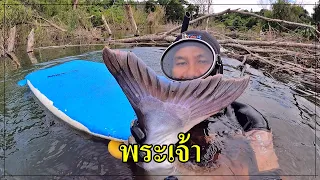 Eakdiving ดำน้ำยิงปลาบึก