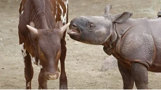 Baby Rhino & Best Buddy Moo Moo Kitty - San Diego Zoo Kids