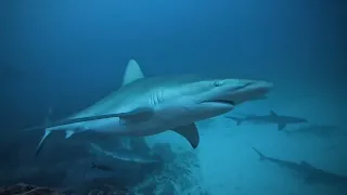 “Malpelo Island” Colombia 14.-23.09.2023