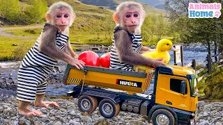 BiBi farmer takes ducklings to pick fruit in his father's garden