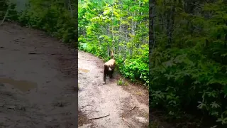 Golden retriever playing in mud puddle 🤣🤣 credit to ( @viralhog )