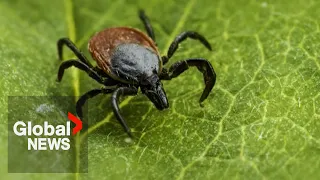 Rare tick-borne disease is spreading in Canada, here's what you should know