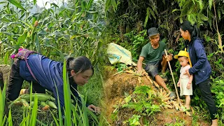 Harvest Corn to sell at the market - Grandfather fell | Tin's Daily Life