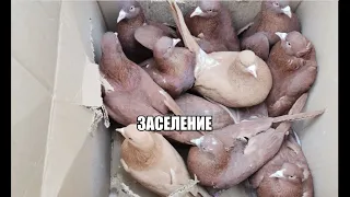 Продолжаем заселение