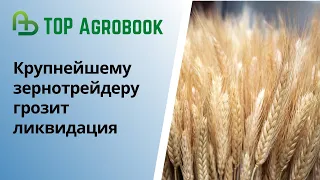 Крупнейшему зернотрейдеру грозит ликвидация | TOP Agrobook: обзор аграрных новостей