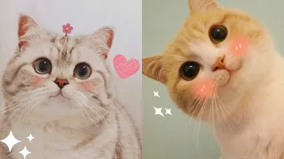 CUTE AND FUNNY CATS  - TRY NOT TO LAUGH 😹❤️| Funny Pets