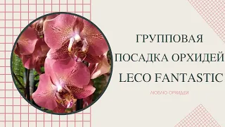 Групповая посадка двух орхидей Leco Fantastic (Леко Фантастик).
