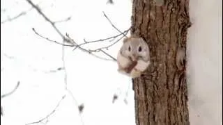 Ezo flying squirrel