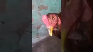 beatbox on a chicken meme (original)