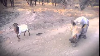 Gertjie the orphaned rhino