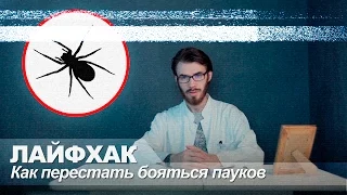 Лайфхак. Как перестать бояться пауков.