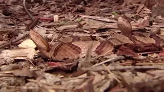 Cicadas near your home? Be careful, they could attract copperhead snakes