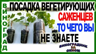 🍇 Посадка вегетирующих саженцев в открытый грунт! Все что нужно знать.