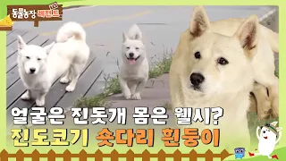 [TV 동물농장 레전드] 얼굴은 진돗개 몸은 웰시코기? 숏다리 흰둥이의 숨겨진 사연! 풀버전 다시 보기 I TV동물농장 (Animal Farm) | SBS Story