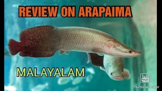 PART - 1| A REVIEW OF ARAPAIMA| A review on arapaima( malayalam)| Largest fresh water fish|
