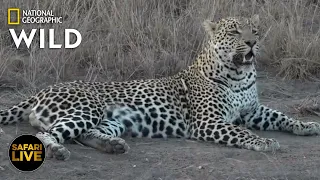 Safari Live - Day 243 | Nat Geo Wild