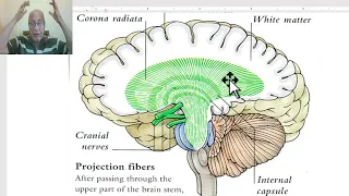 Anatomy of CNS Module in Arabic 2024(Internal capsule), by Dr. Wahdan.